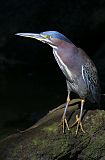 Green Heron